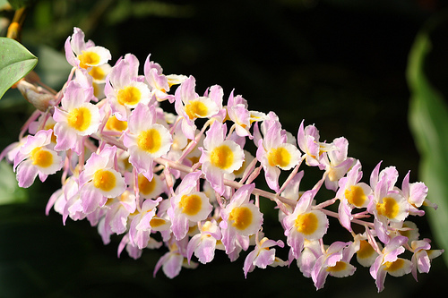 dendrobium-1.jpg