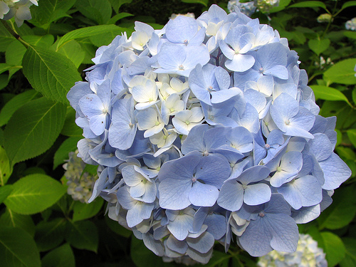 hydrangea1.jpg