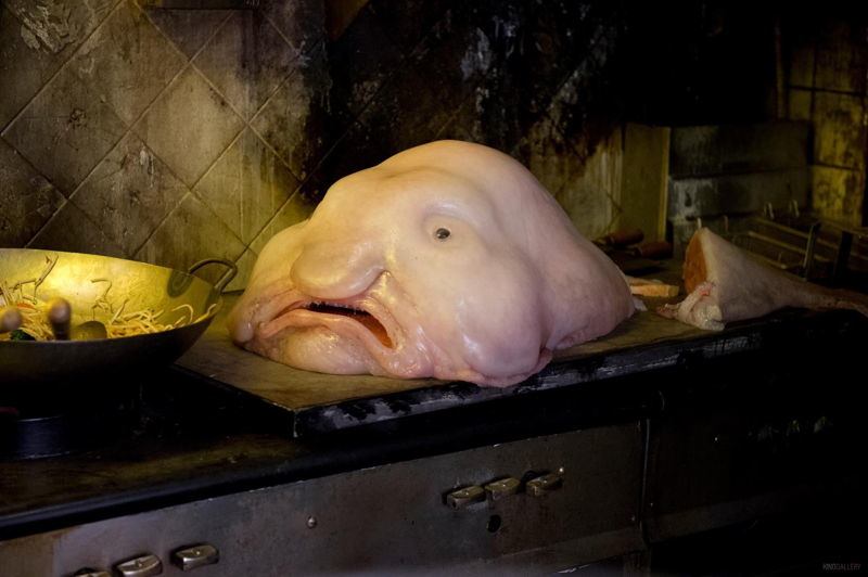 ocean-creatures-blobfish