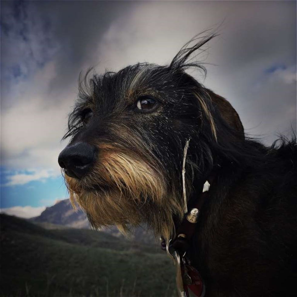 SEGUNDO LUGAR, ANIMALES "Milly es la felicidad en cuatro pequeñas piernas muy cortas, meneando la cola todo el día, pero como el día es largo Milly piensa que es un cazador feroz, independientemente de su tamaño en miniatura".