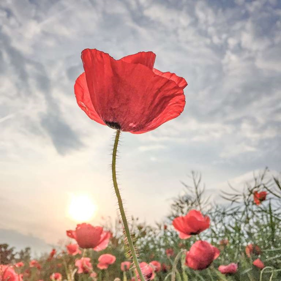 PRIMER LUGAR, FLORES "Tomé esta foto en un día caluroso a finales de mayo de 2015. En mi camino a casa del trabajo vi este campo lleno de amapolas rojas encendidas, capturando la última luz del día. Un fin perfecto para un buen día."