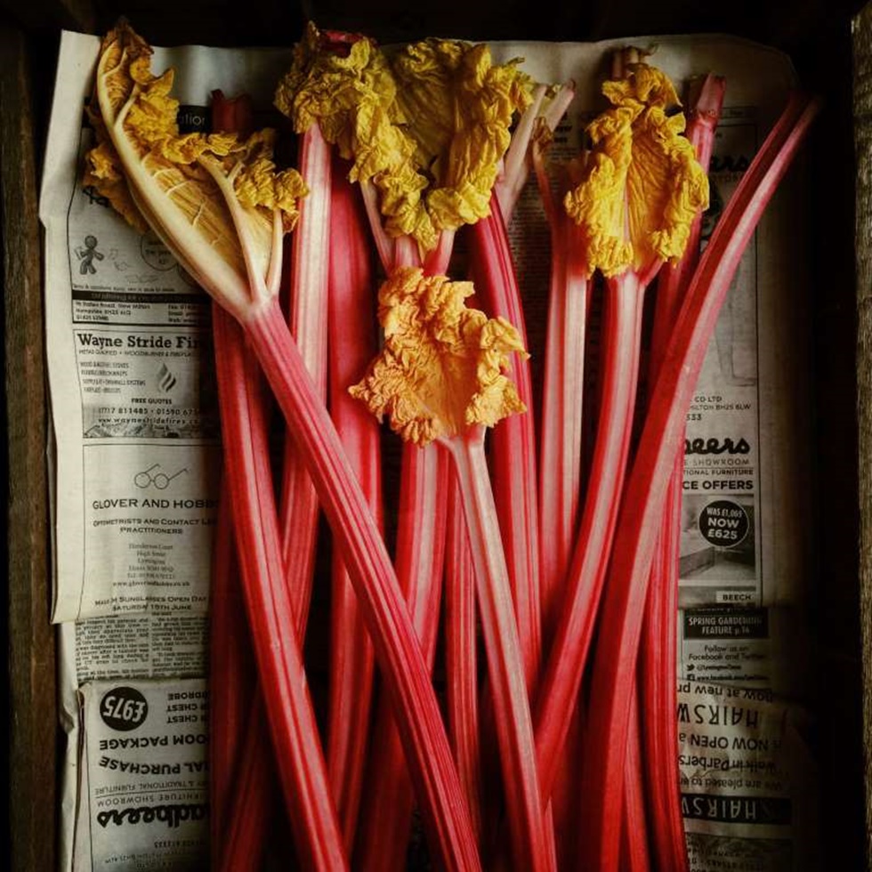 PRIMER LUGAR, FLORES "La imagen del ruibarbo se produjo cuando estaba trabajando con un chef, que tenía algunos productos almacenados en una antigua dependencia. El ruibarbo fresco tiene que ser almacenado en condiciones oscuras de otra manera pierde su color rojo -rosado en los tallos, y es inusual encontrarlos con los tops frondosos encendido. Trato mi iPhone como un pequeño libro de bocetos y pensé que los colores parecían hermosos en la tenue luz de la casa, así que rompió este tiro "