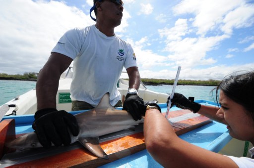 Tiburones son marcados con chips para conocer sus hábitats