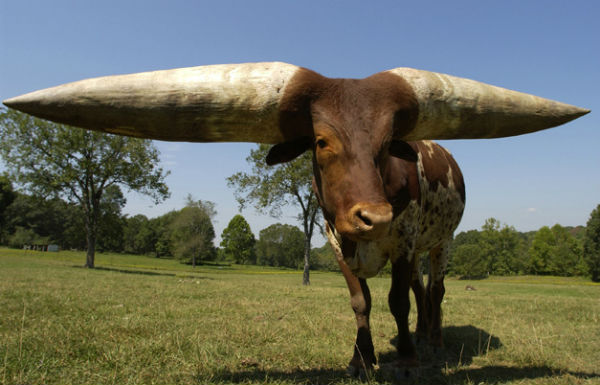 ¿Conoces cuernos más grandes que los de Lurch? (Fotos)