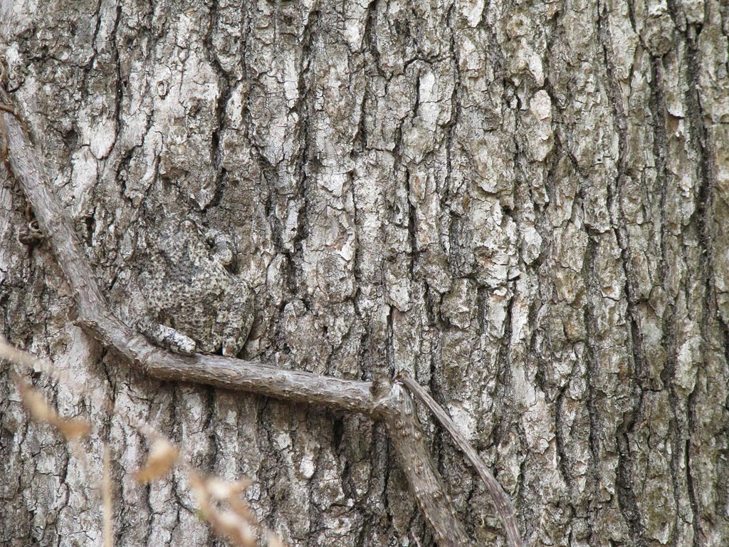 Encuentre a la rana