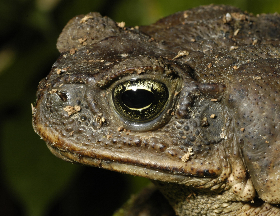 Sapos venenosos están arrasando con cocodrilos enanos de Australia