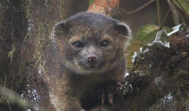 Conoce al olinguito, nueva especie de carnívoro de Sudamérica (Fotos)