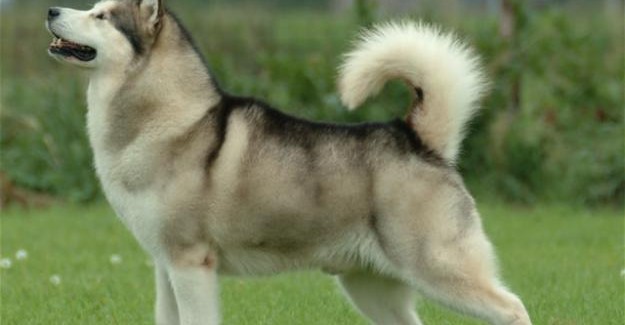 husky de alaska mueve la cola