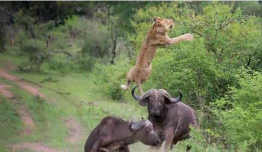 Búfalo arriesga su vida para salvar a un amigo (Video)