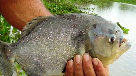 Diez heridos por un nuevo ataque de peces carnívoros en Argentina