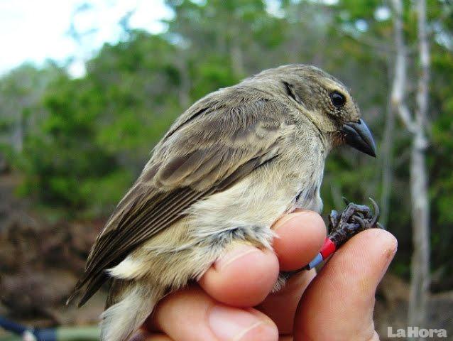 Científicos se unen para salvar de la extinción al más raro pinzón de Darwin