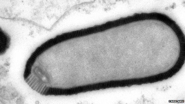 Descubren nuevo virus gigante congelado más de 30.000 años en Siberia