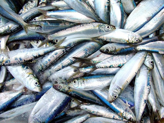 Comer más sardinas y menos carne roja podría salvar hasta 750 mil vidas en 2050