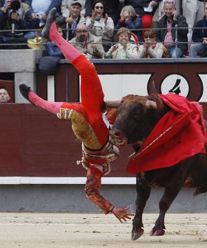 El diestro Saúl Jiménez Fortes, arrollado en la Feria de San Isidro. / Santi Burgos