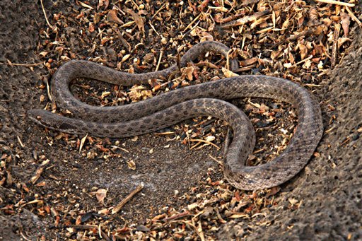 Redescubren culebra “perdida” en isla de México