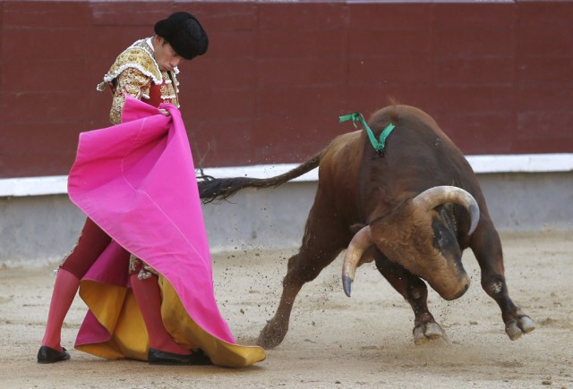 Foto: El novillero José Garrido en su faena al primero de su lote, durante el cuarto festejo de la Feria de San Isidro, una novillada picada celebrada esta tarde en la Monumental de Las Ventas, donde ha compartido cartel con Mario Diéguez y Román Collado, y se han lidiado reses de Fuente Ymbro. EFE/Javier Lizón