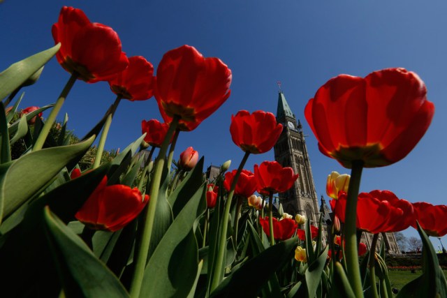 Foto: Tulipanes enmarcan la Torre de la Paz en Parliament Hill en Ottawa. REUTERS/Chris Wattie