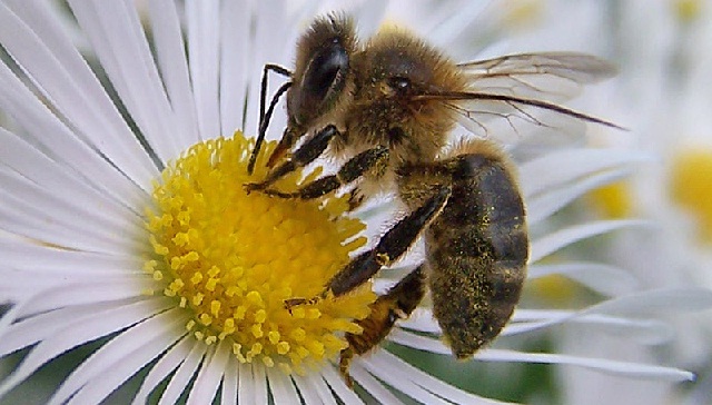 La mortalidad de los insectos polinizadores aumenta sin que se conozcan las causas. De ellos depende la la mayoría de los cultivos