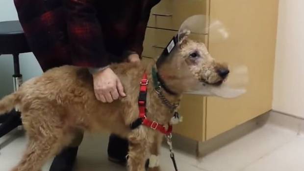 Perro recupera la vista y vuelve a ver a sus amos (Video + awww)