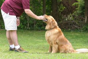 Emocionante reencuentro entre perrito y su dueña (Video)