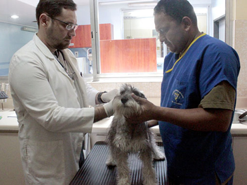 veterinarios