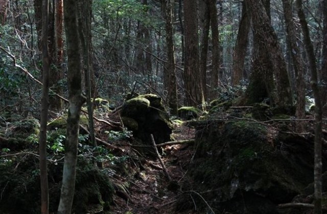 Aokigahara Forest, Japan