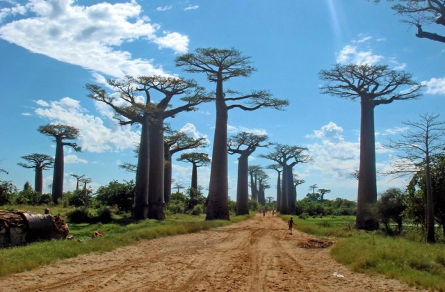 Avenue of the Baobabs, Madagascar