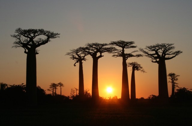 Avenue of the Baobabs, Madagascar3