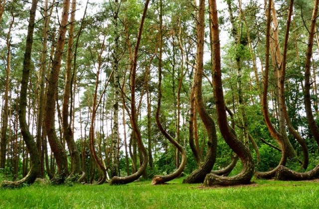 Crooked Forest, Poland