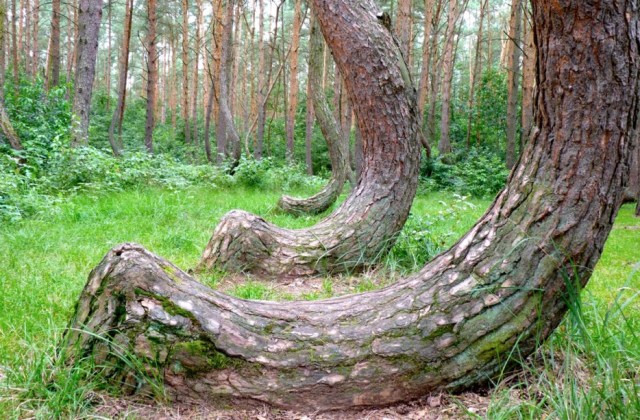 Crooked Forest, Poland1