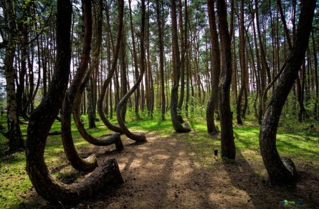 Crooked Forest, Poland2