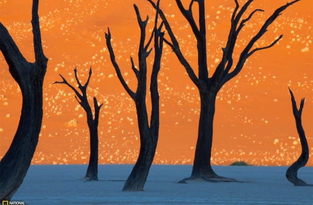 Deadvlei Forest, Namibia