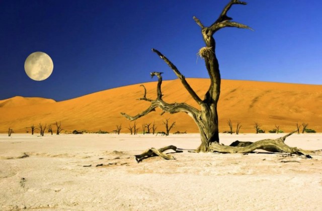 Deadvlei Forest, Namibia1