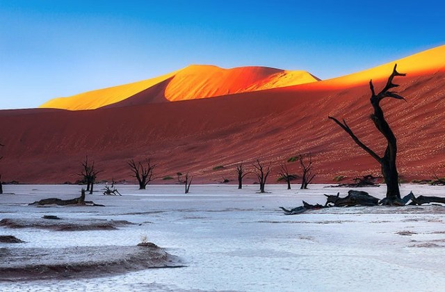 Deadvlei Forest, Namibia2