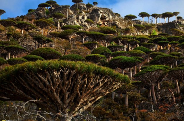 Dragons Blood Forest, Socotra Island