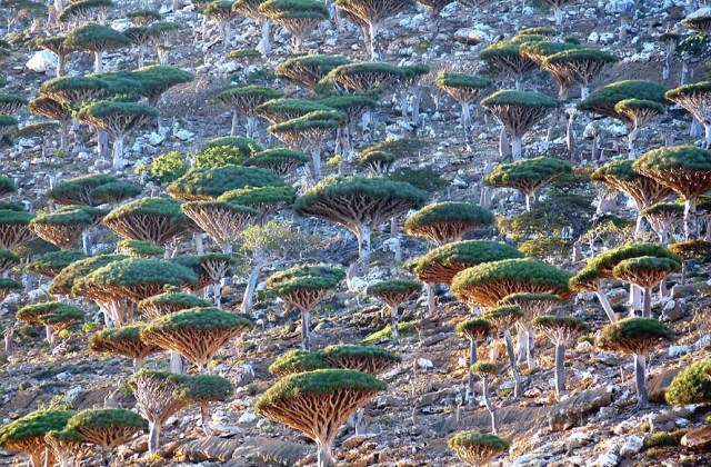 Dragons Blood Forest, Socotra Island1