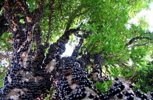 Jabuticaba Forest, Brazil