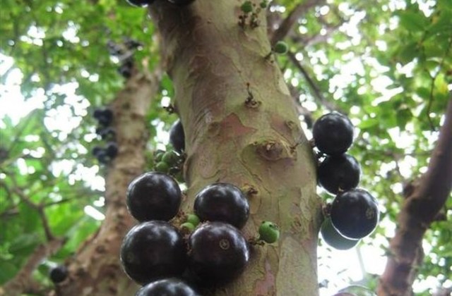 Jabuticaba Forest, Brazil1