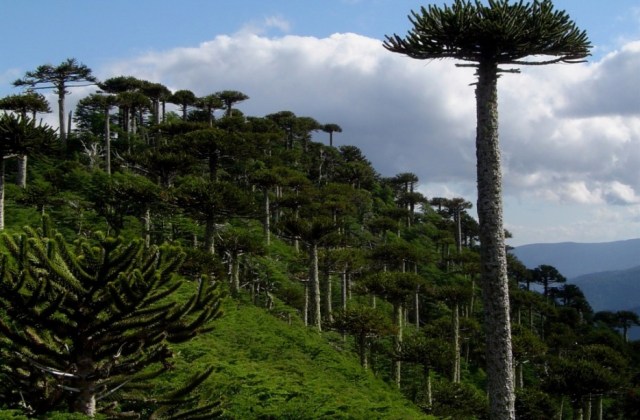 Monkey Puzzle Forest, Chile