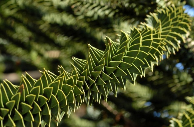 Monkey Puzzle Forest, Chile2