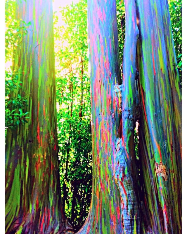 Rainbow Eucalyptus Forest, Maui