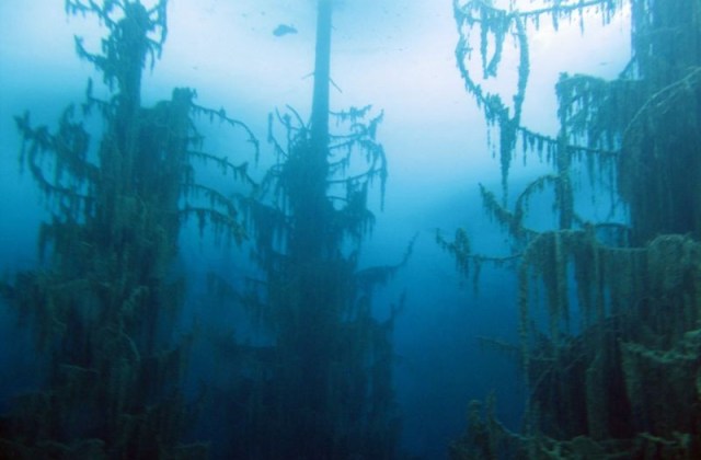 Sunken Forest, Kazakhstan1