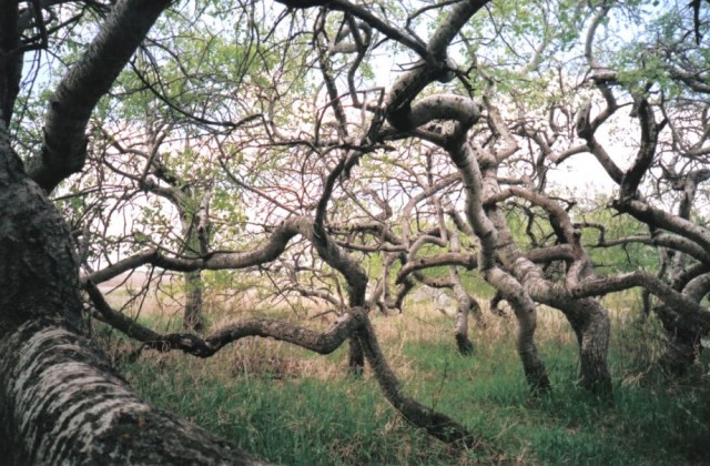 The Crooked Bush, Saskatchewan