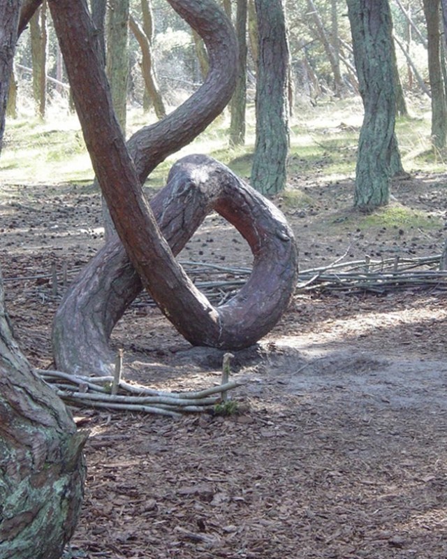 The Dancing Kaliningrad Forest, Baltic Sea1