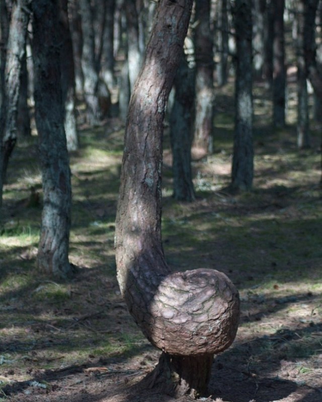 The Dancing Kaliningrad Forest, Baltic Sea2