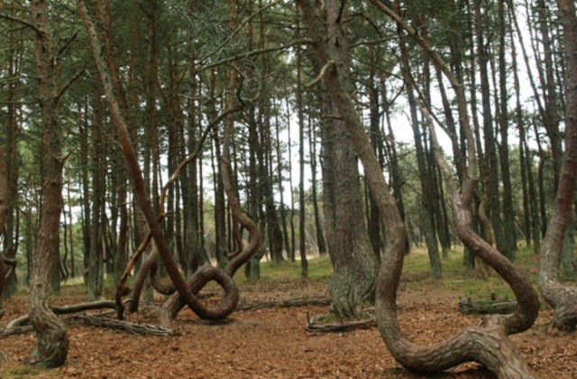 The Dancing Kaliningrad Forest, Baltic Sea