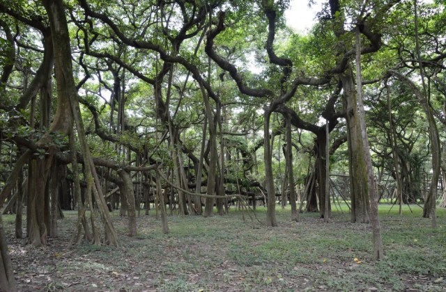 The Great Banyan, India1