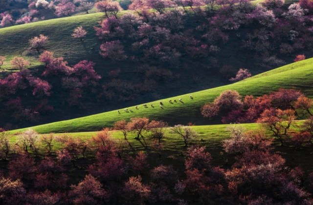 Yili Apricot Valley, China1