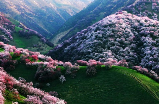 Yili Apricot Valley, China2