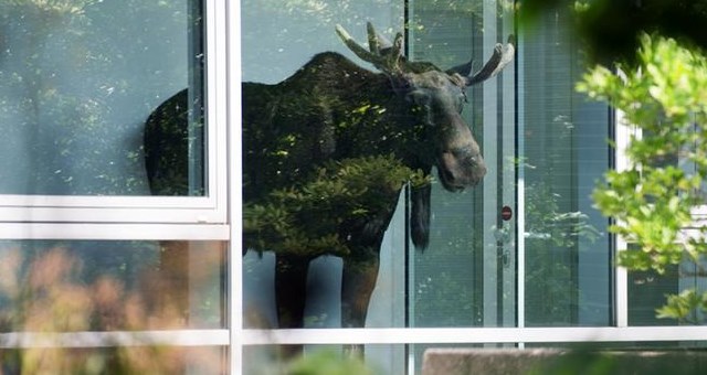 ¡Insólito! Un alce que andaba perdido, entró a un edificio de oficinas (Fotos)